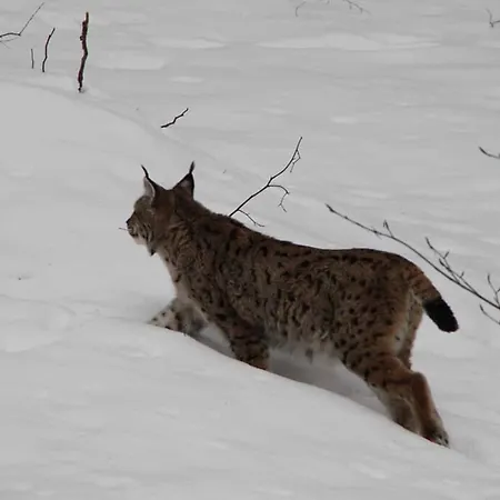 Hotel Maerchenwald Haidmühle
